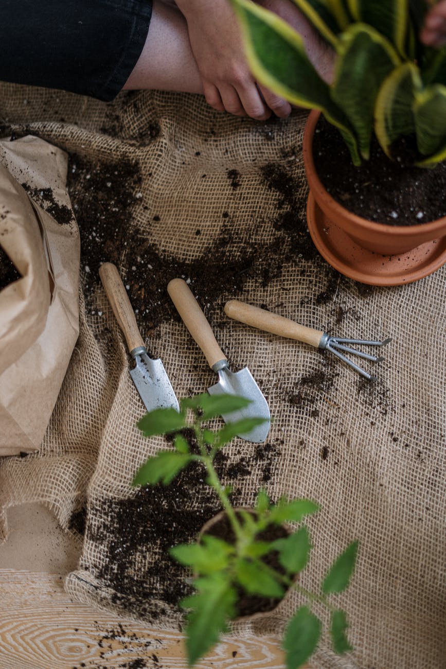 green plant on brown clay pot