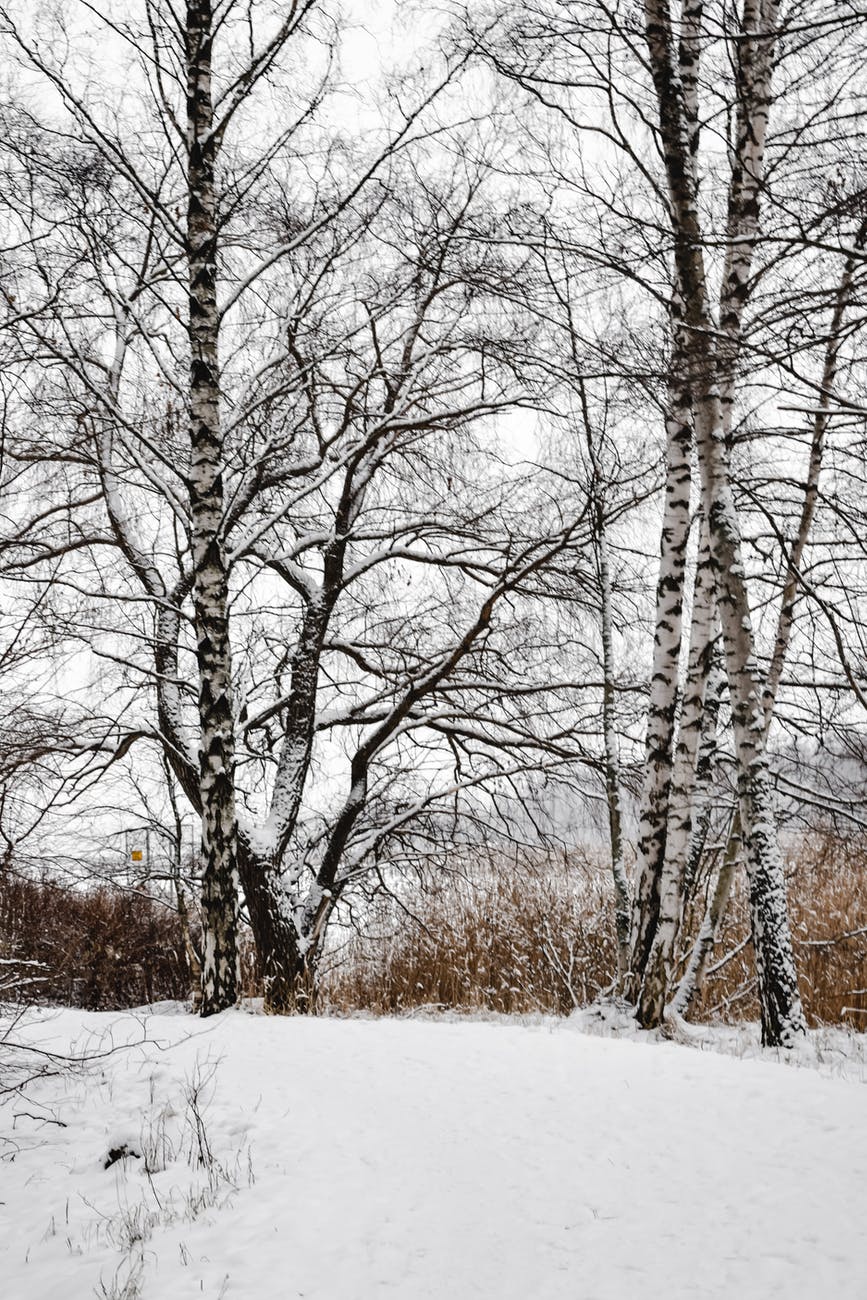leafless trees on a snow covered field