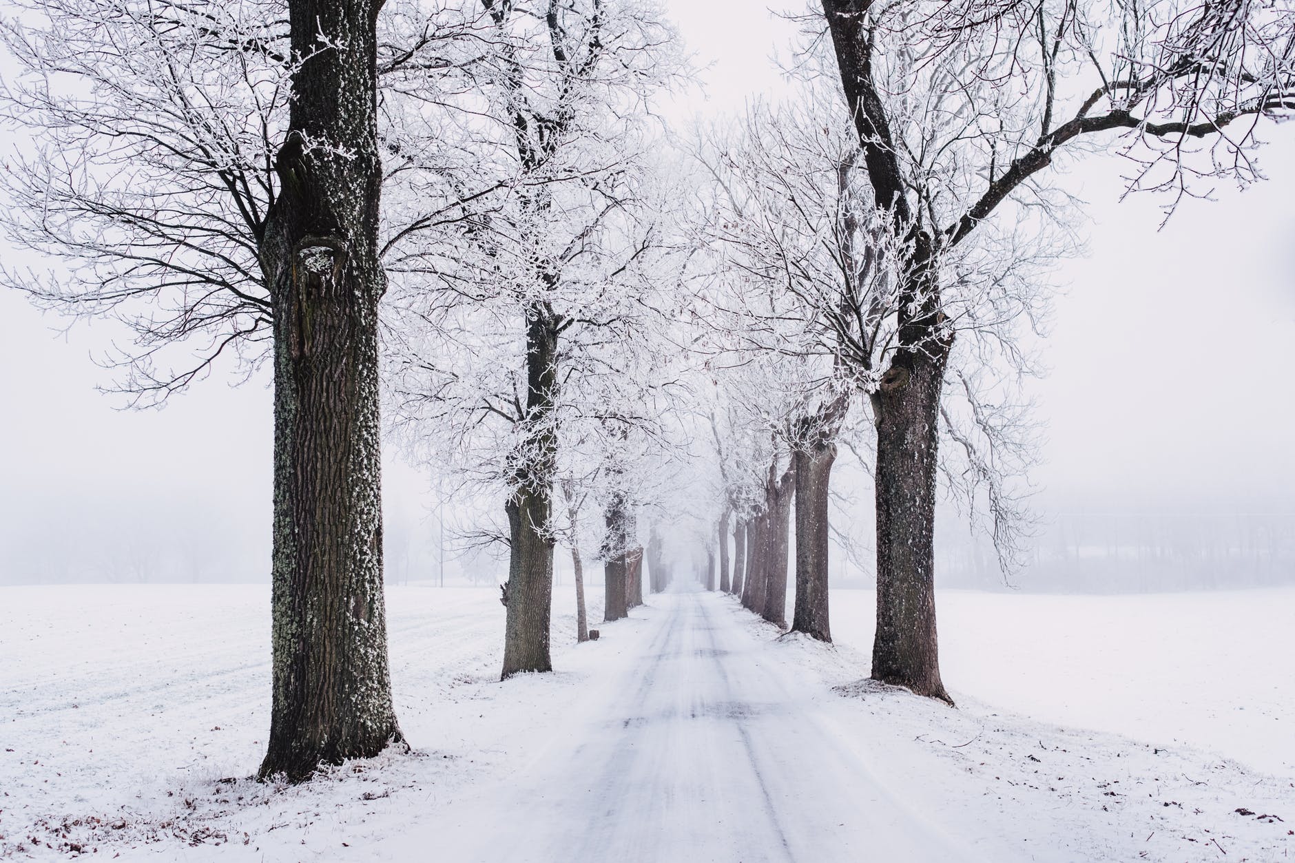 snowy pathway surrounded by bare tree