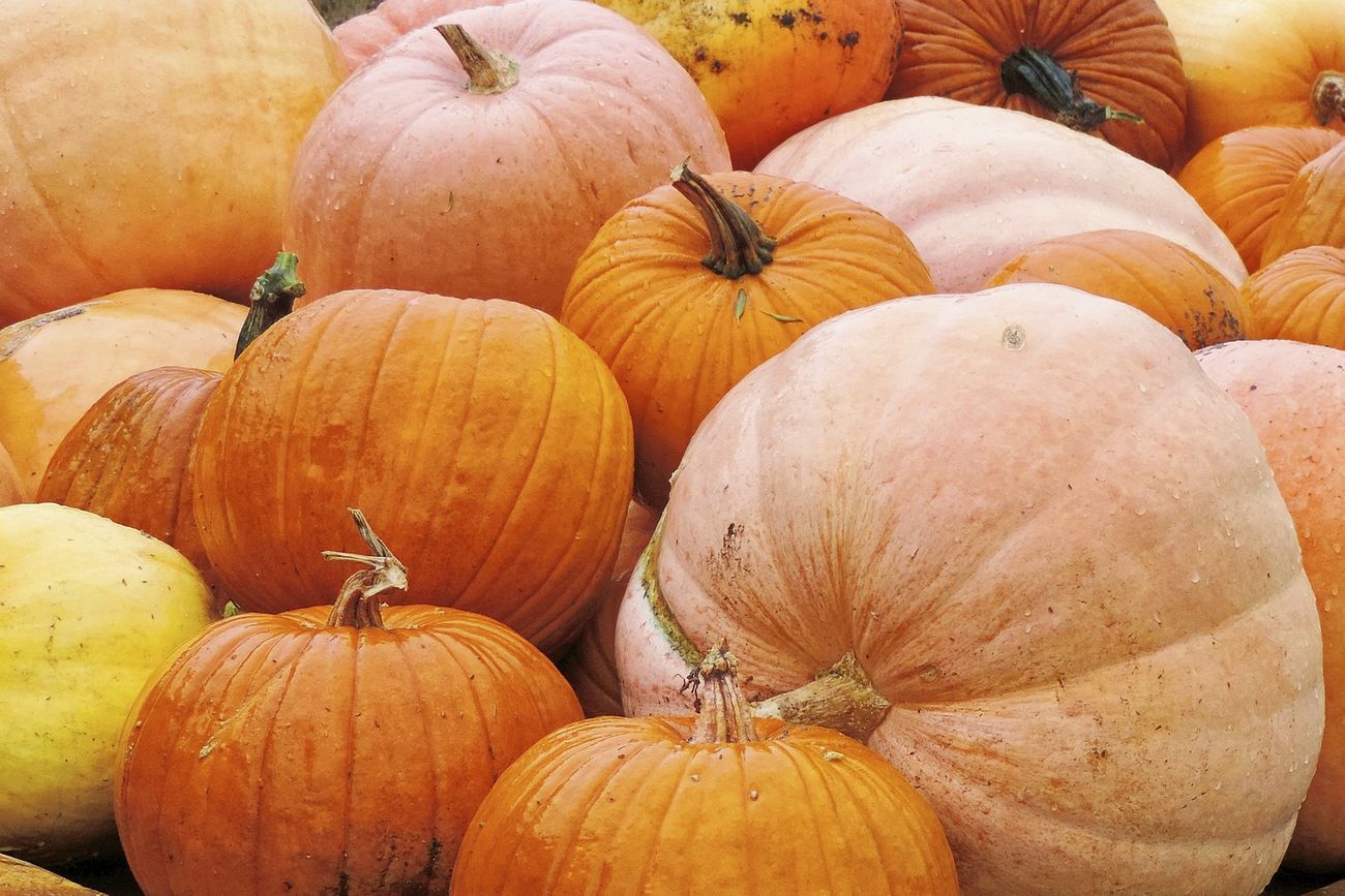 Variety of pumpkins in a pile at a wheelchair accessible pumpkin patch