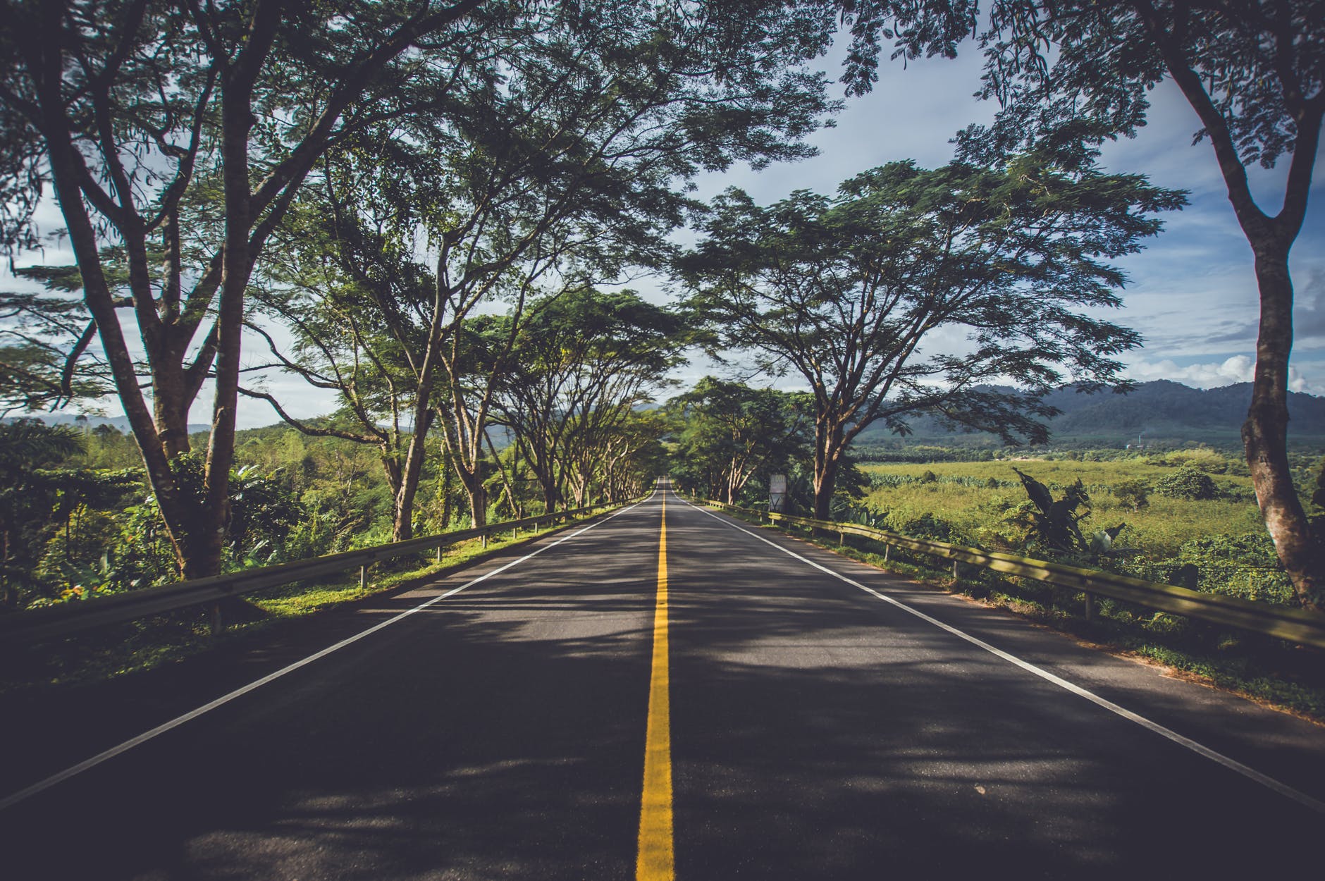 road surrounded by green trees